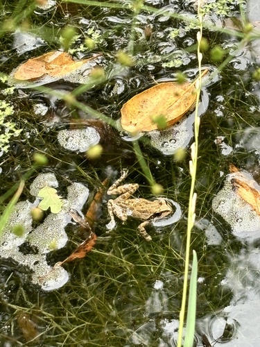 Pacific chorus frog seen in Sonoma Valley