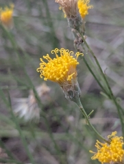 Bebbia juncea, photograph (c) Rachel Stringham, some rights reserved (CC BY)