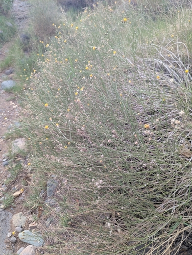 Bebbia juncea, photograph 3