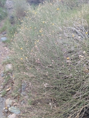 Bebbia juncea, photograph (c) Rachel Stringham, some rights reserved (CC BY)