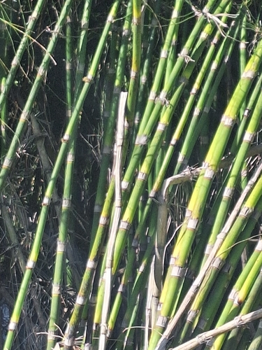 Equisetum giganteum, photograph 2