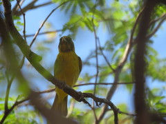 Setophaga petechia xanthotera