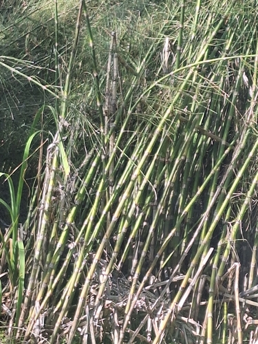 Equisetum giganteum, photograph 3