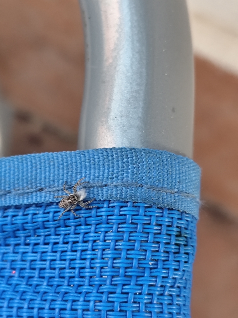 Salticide muraiolo comune