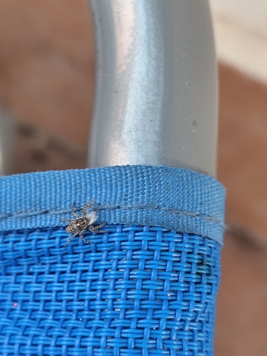 Salticide muraiolo comune