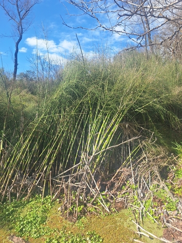 Equisetum giganteum, photograph 4