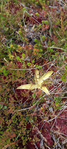 Common Butterwort