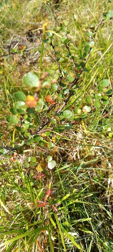 Dwarf Birch