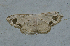 Scopula butleri