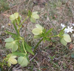 (c) Lídia Carrera, some rights reserved (CC BY) Helleborus viridis, photograph (c) Lídia Carrera, some rights reserved (CC BY)