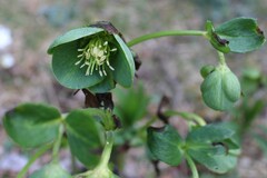 (c) Lídia Carrera, some rights reserved (CC BY) Helleborus viridis, photograph (c) Lídia Carrera, some rights reserved (CC BY)