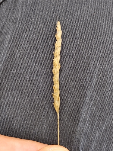 Cynosurus cristatus, photograph 5
