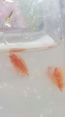 Cyzicus californicus