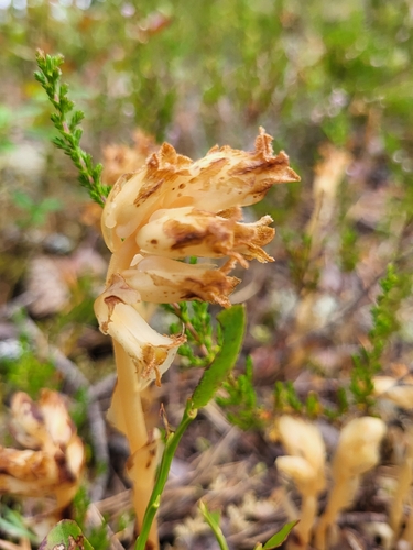 pinesap