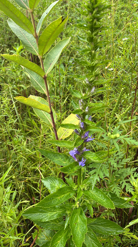 iNaturalist observation photo of great blue lobelia
