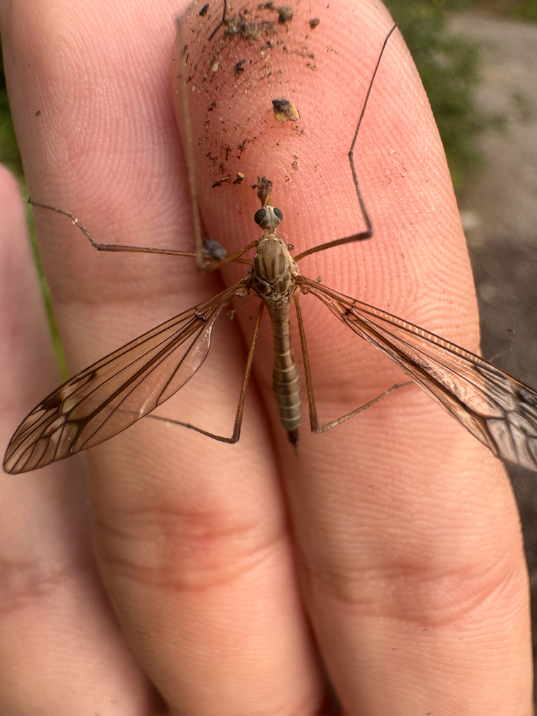 Tipula barbata
