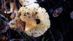 Hygrophoropsis coacta