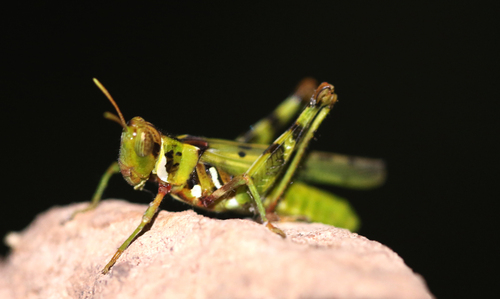 Creosote Bush Grasshopper