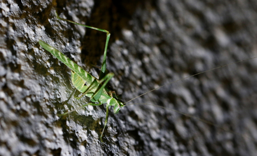 Elegant Bush Katydid