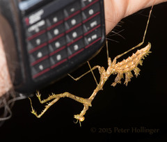 Pogonogaster tristani