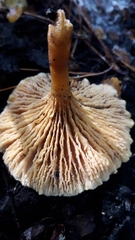 Hygrophoropsis coacta