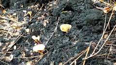 Hygrophoropsis coacta