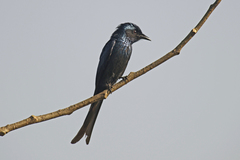 Bronzed Drongo photo 3