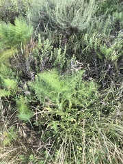 Hazardia squarrosa grindelioides