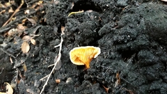 Hygrophoropsis coacta