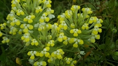 Castilleja campestris