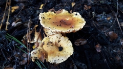 Hygrophoropsis coacta