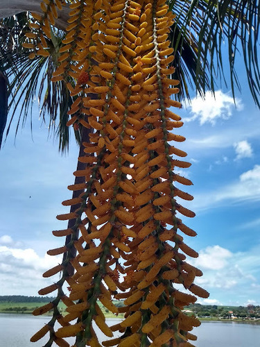 moriche palm