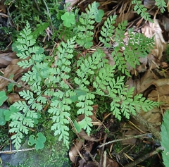 Cystopteris sudetica
