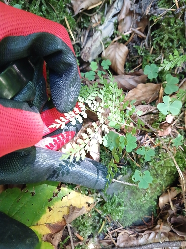 Cystopteris sudetica, photograph 1