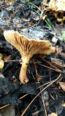 Hygrophoropsis coacta