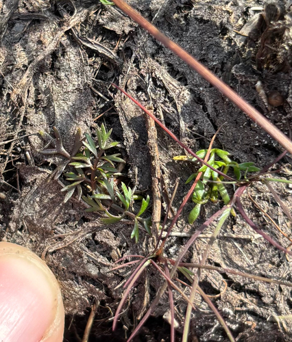 Helosciadium inundatum, photograph 1