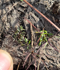 Helosciadium inundatum