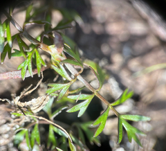 Helosciadium inundatum, photograph (c) Andreas Schneider, some rights reserved (CC BY)