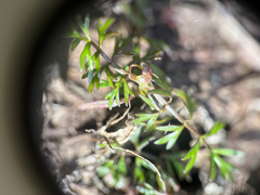 Helosciadium inundatum, photograph (c) Andreas Schneider, some rights reserved (CC BY)