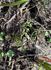 Helosciadium inundatum, photograph (c) Andreas Schneider, some rights reserved (CC BY)