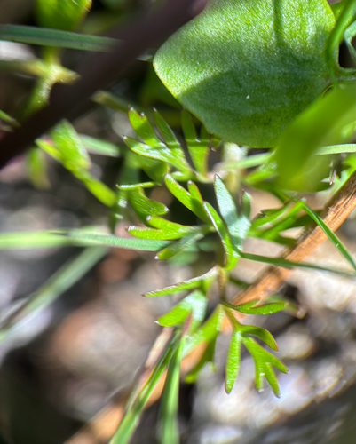 Helosciadium inundatum, photograph 5