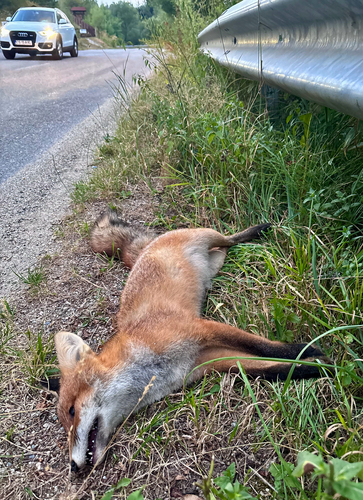 Red Fox