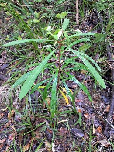 Euphorbia erubescens, 2026-08-07