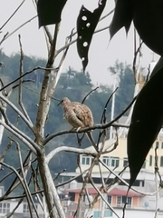 Columbina inca