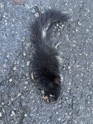 Hooded Skunk