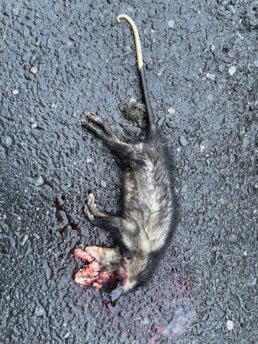 Southern Opossum