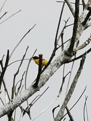 Euphonia