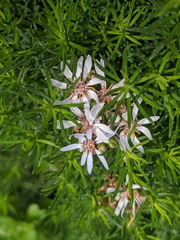Olearia glutinosa