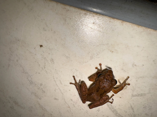 Common Shrub Frog