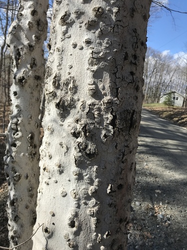 Beech Bark Canker Fungus